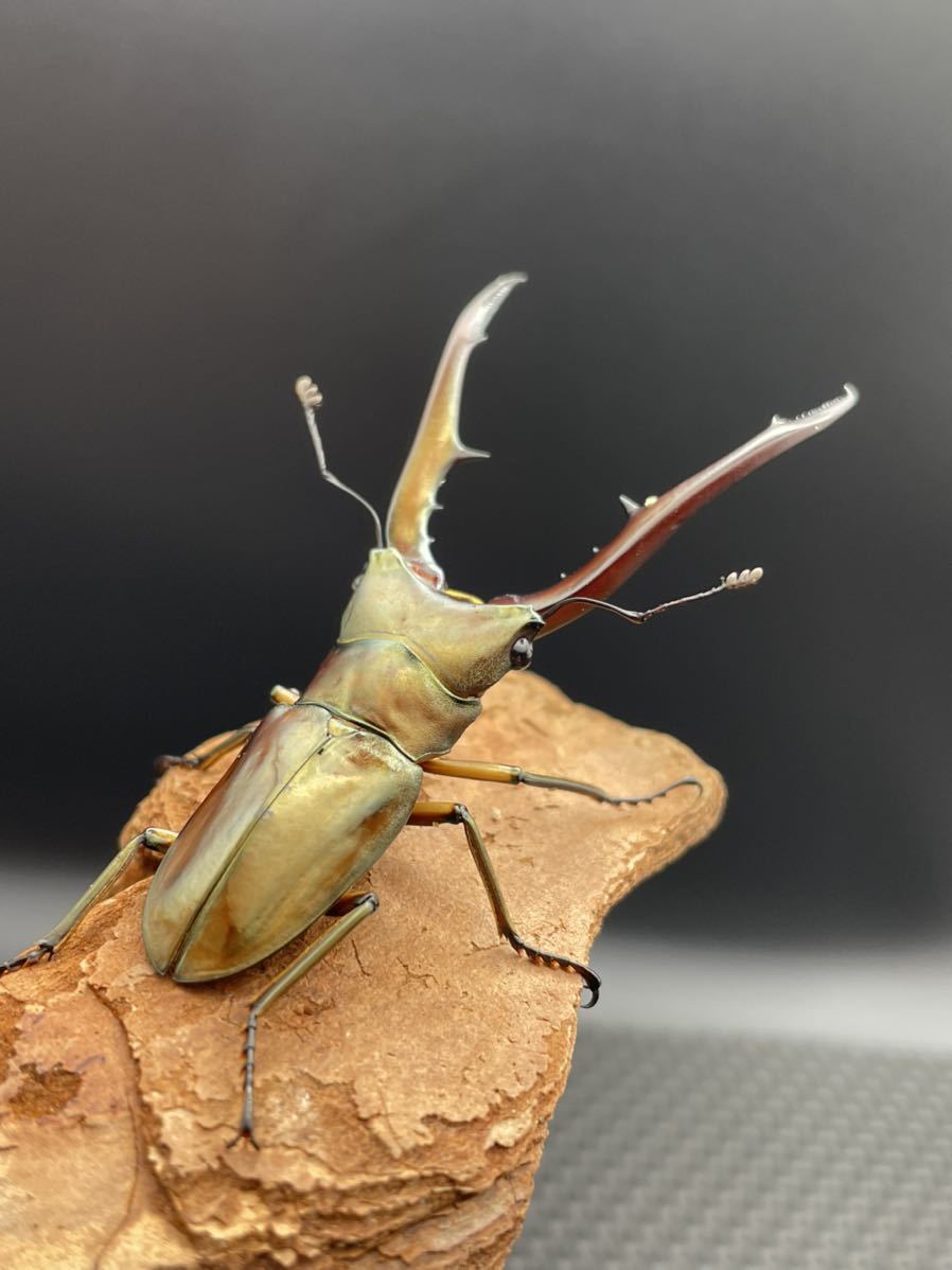 ★★ サンギレンシス ★ メタリフェルホソアカクワガタ★ ペア！★ 【サンギール諸島】