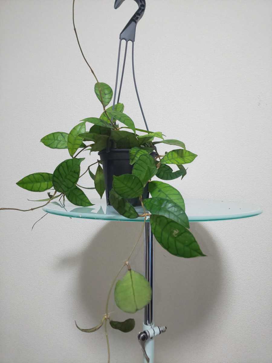 【希少種】カリストフィラ　ホヤ　Hoya Callistophylla　サクララン　カルノーサ　観葉植物　レア　リップカラー　斑入り　レツーサ　人気_1