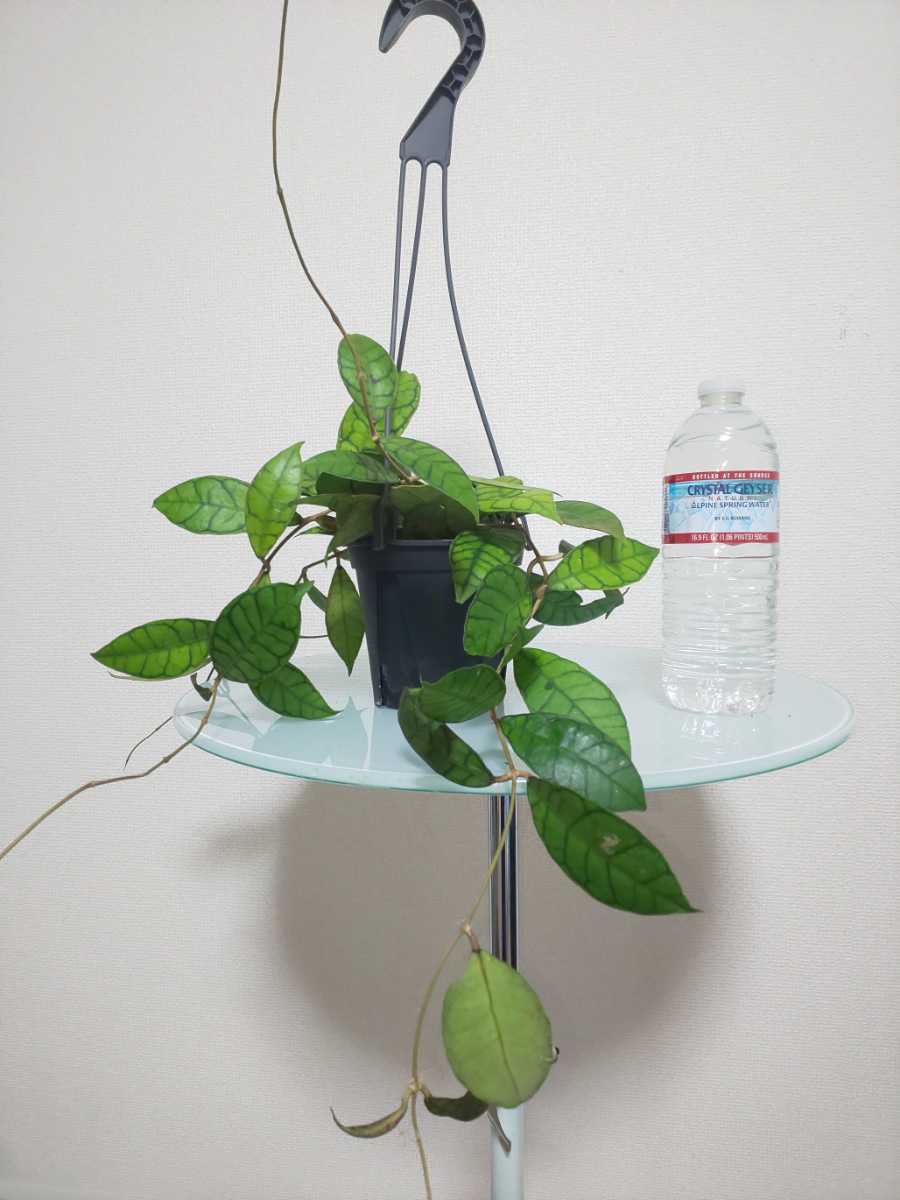 【希少種】カリストフィラ　ホヤ　Hoya Callistophylla　サクララン　カルノーサ　観葉植物　レア　リップカラー　斑入り　レツーサ　人気_10
