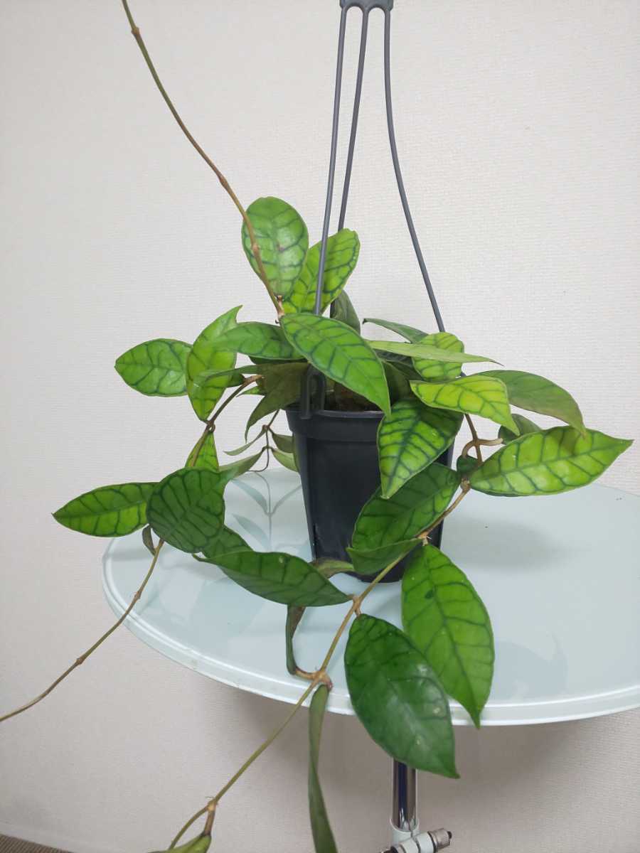 【希少種】カリストフィラ　ホヤ　Hoya Callistophylla　サクララン　カルノーサ　観葉植物　レア　リップカラー　斑入り　レツーサ　人気_2