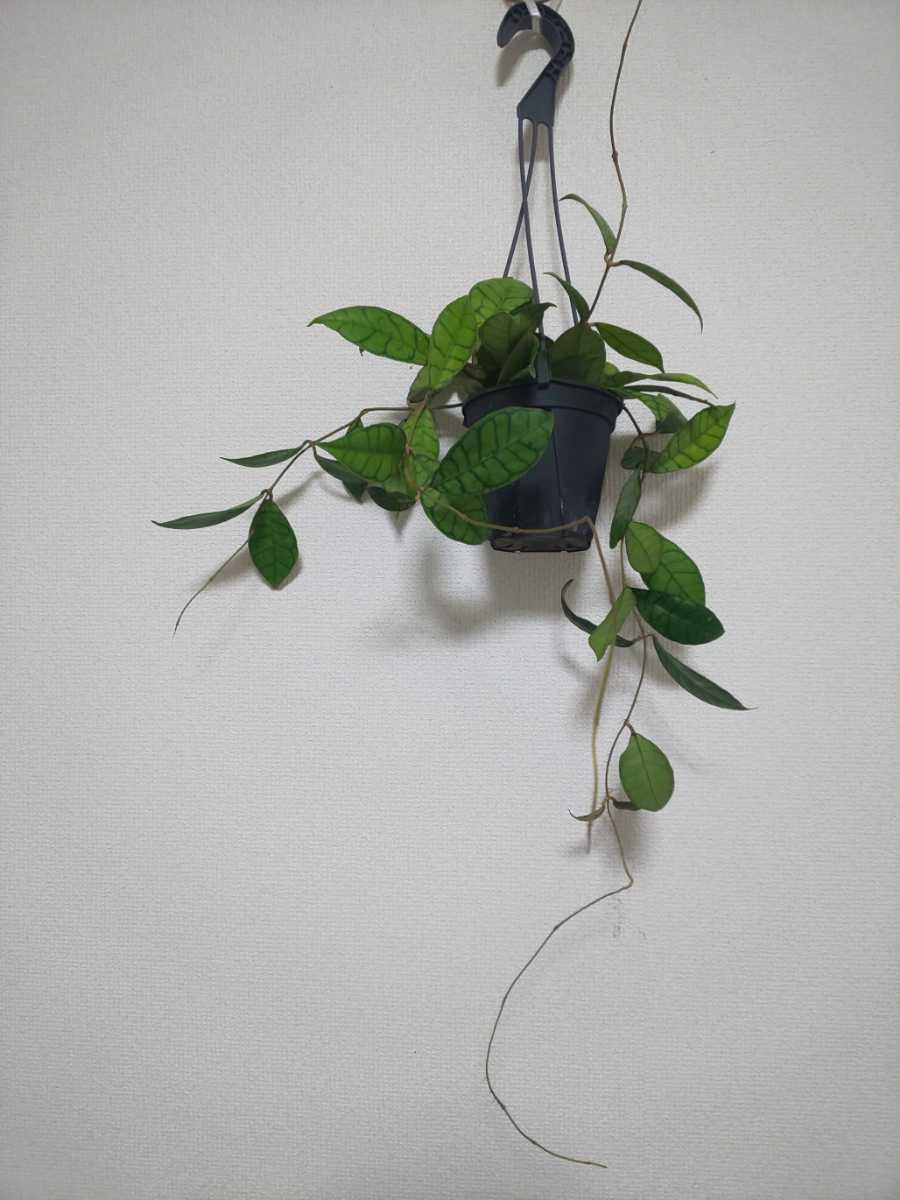 【希少種】カリストフィラ　ホヤ　Hoya Callistophylla　サクララン　カルノーサ　観葉植物　レア　リップカラー　斑入り　レツーサ　人気_3