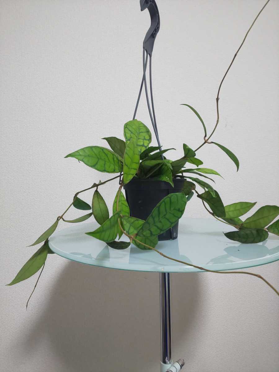 【希少種】カリストフィラ　ホヤ　Hoya Callistophylla　サクララン　カルノーサ　観葉植物　レア　リップカラー　斑入り　レツーサ　人気_4