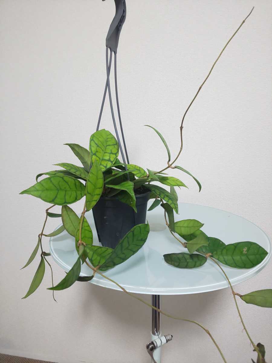 【希少種】カリストフィラ　ホヤ　Hoya Callistophylla　サクララン　カルノーサ　観葉植物　レア　リップカラー　斑入り　レツーサ　人気_5