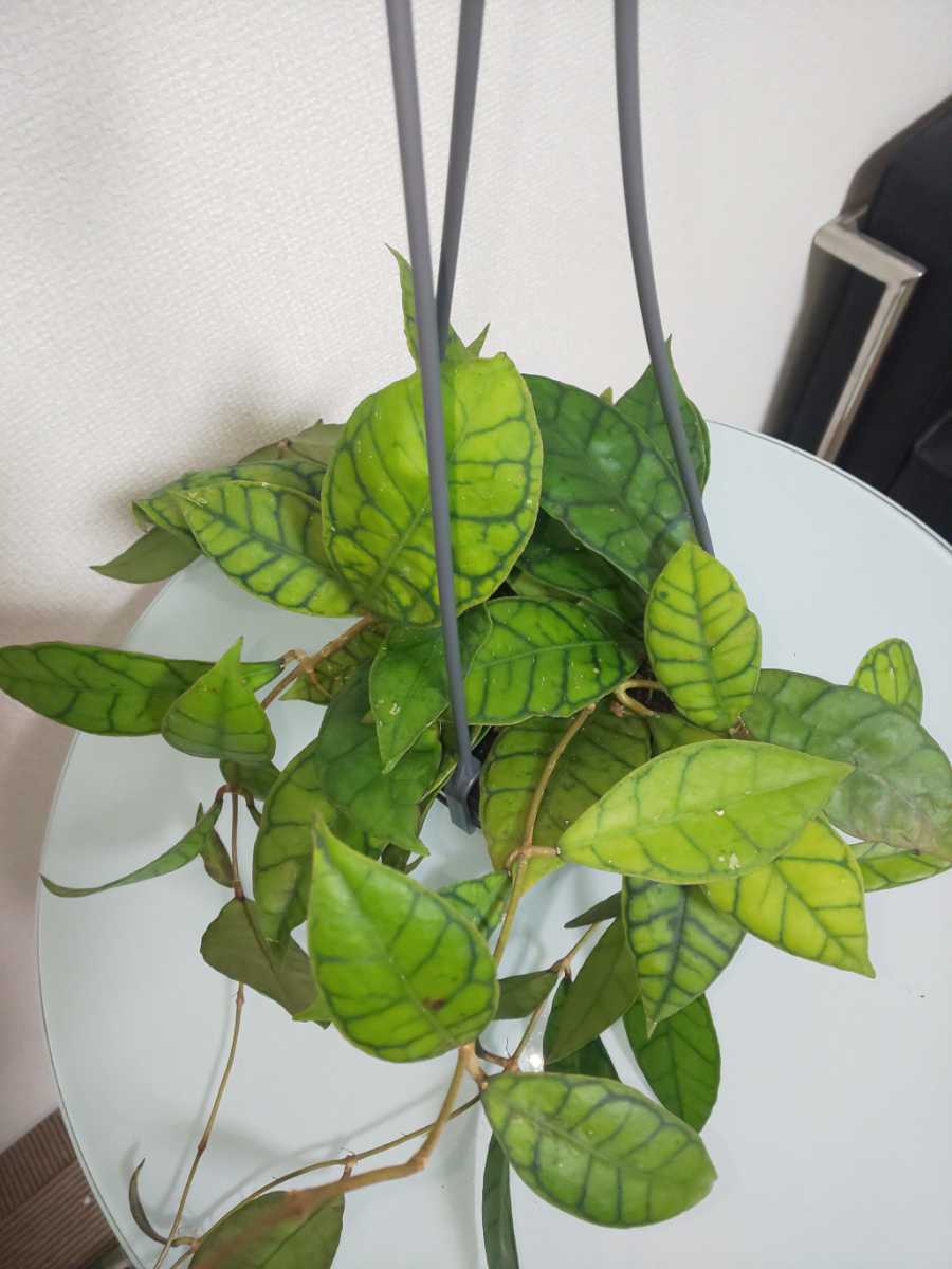 【希少種】カリストフィラ　ホヤ　Hoya Callistophylla　サクララン　カルノーサ　観葉植物　レア　リップカラー　斑入り　レツーサ　人気_6