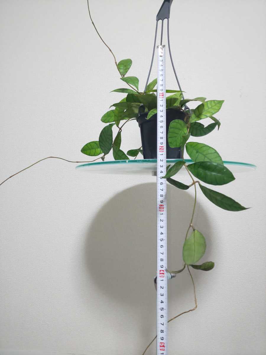 【希少種】カリストフィラ　ホヤ　Hoya Callistophylla　サクララン　カルノーサ　観葉植物　レア　リップカラー　斑入り　レツーサ　人気_8