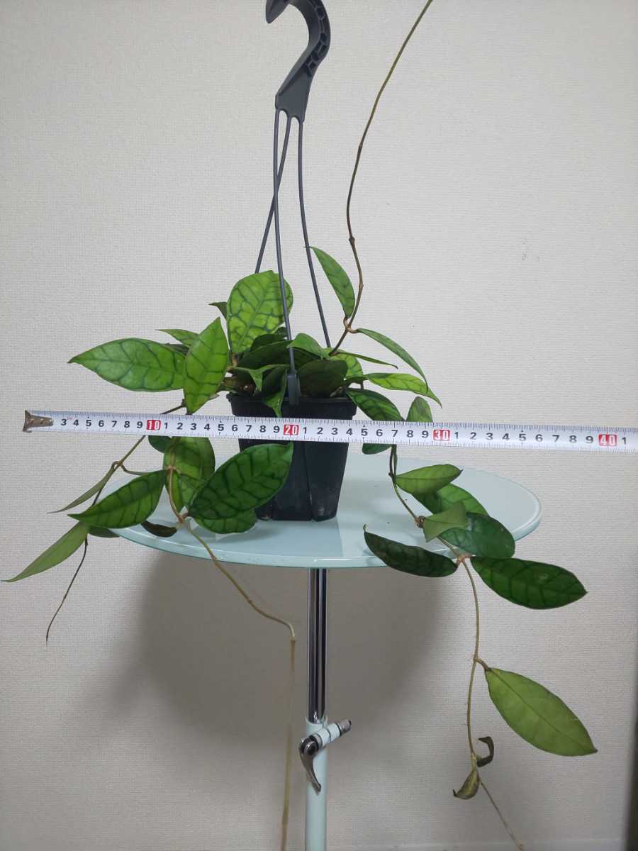 【希少種】カリストフィラ　ホヤ　Hoya Callistophylla　サクララン　カルノーサ　観葉植物　レア　リップカラー　斑入り　レツーサ　人気_9