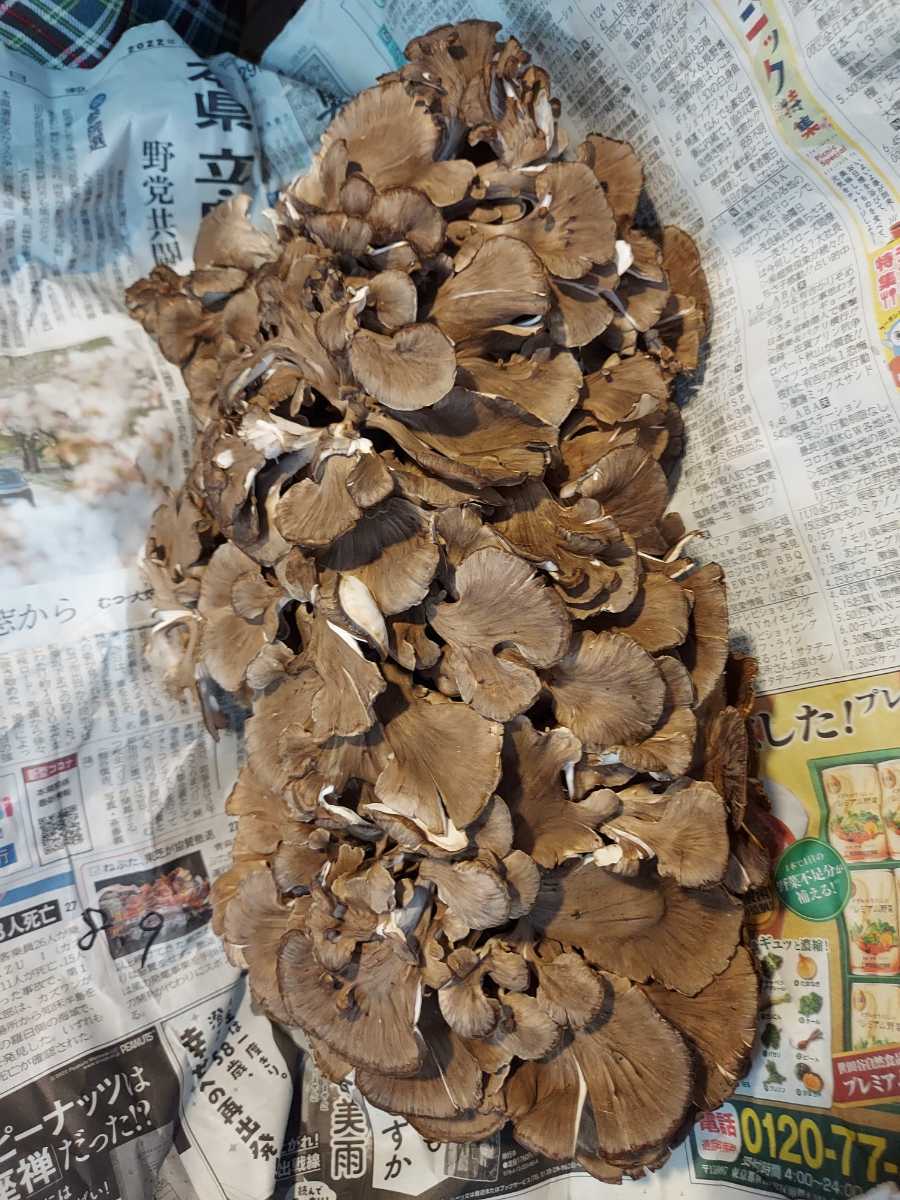 大得価，人気 天然マイタケ500g1p4980円(キノコ)｜売買されたオークション情報、yahooの商品情報をアーカイブ公開 - オークファン その他