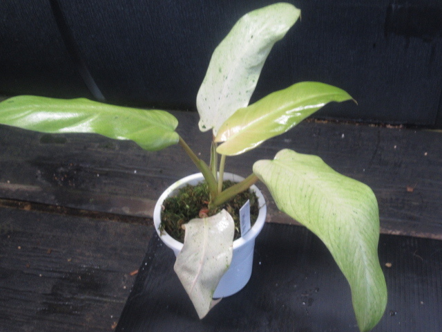 本物保証，HOT ＫＮ フィロデンドロン ハイブリッド &lsquo;ウイップルウェイ&lsquo; PHILODENDRON hybrid `WHIPPLE WAY` 0.8Ｍ以下(観葉植物)｜売買されたオークション情報、yahooの商品情報をアーカイブ公開 - オークフ その他