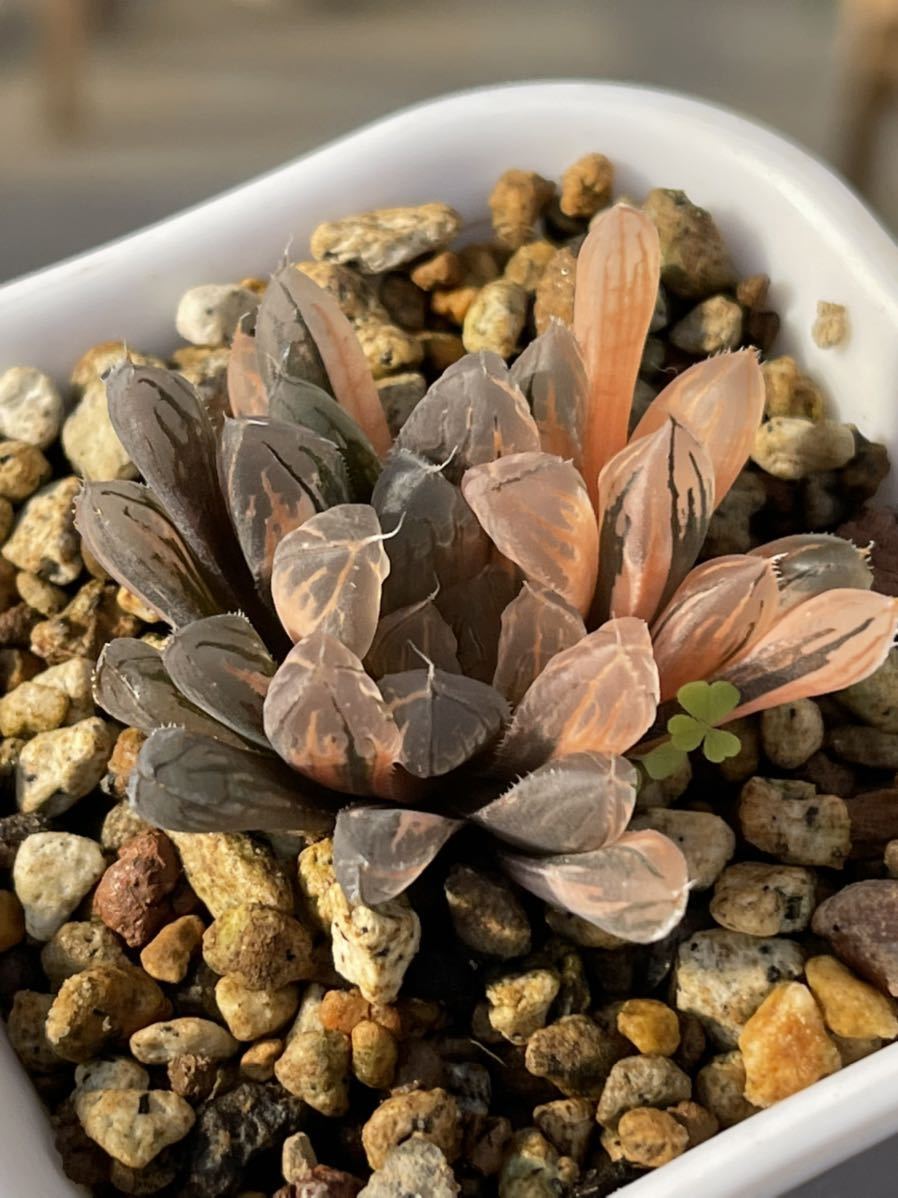 ハオルチア カルミン 極上斑 