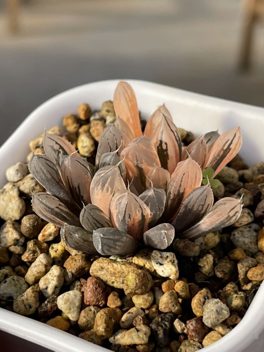 6A ハオルチア 多肉植物 水中月オブツーサ錦糊斑 自家繁殖 こむ 