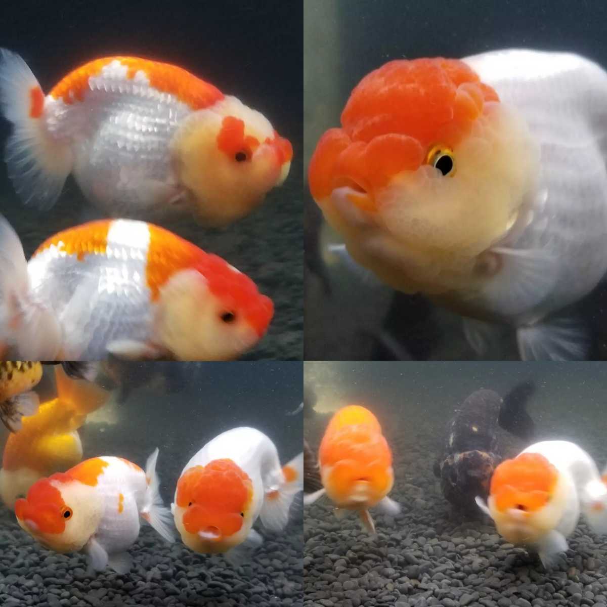 ARTJAM】国内初？スーパーレア！スターダストらんちゅう稚魚50匹＋α (4)