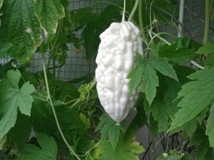 白ゴーヤの値段と価格推移は 12件の売買情報を集計した白ゴーヤの価格や価値の推移データを公開