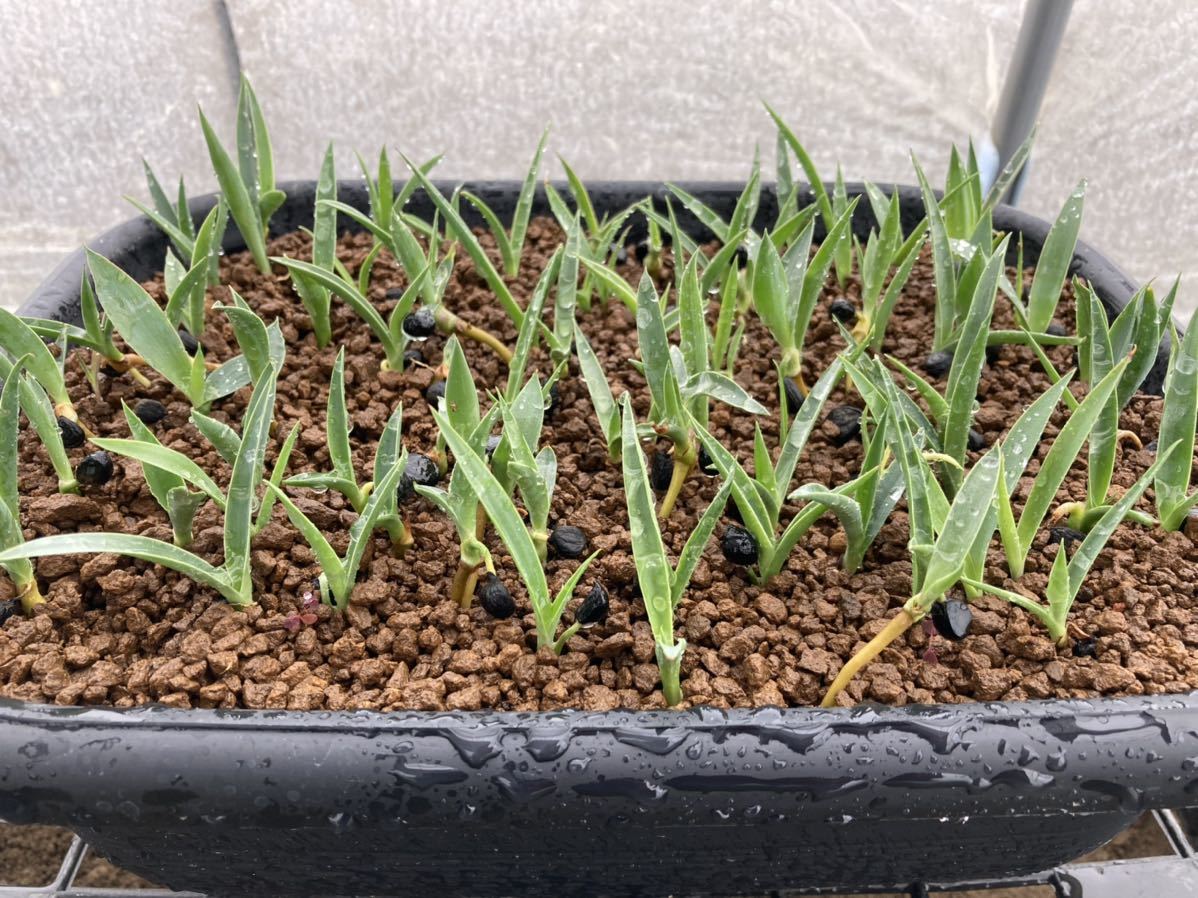 ☆ユッカ・エレファンティペス☆プレミアムホワイト☆ホワイト