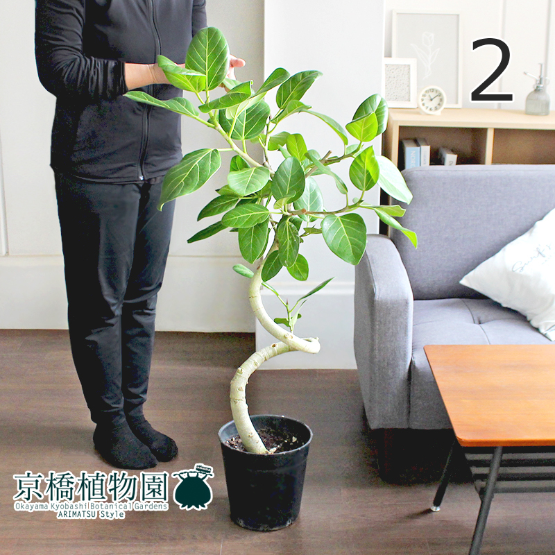 【現品】フィカス・ベンガレンシス 7号 曲がり 黒鉢（2）Ficus benghalensis