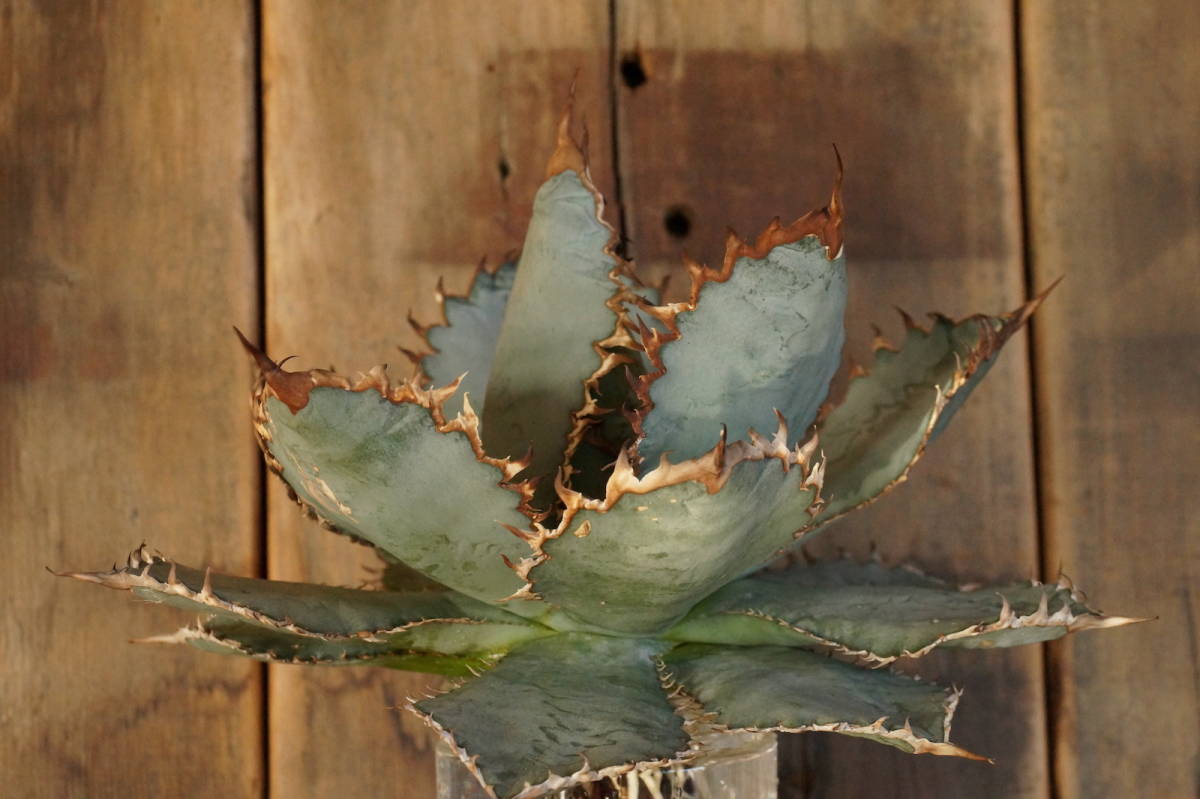 agave-isthmensis-kabutogani-v0-xoga76z07n4h1