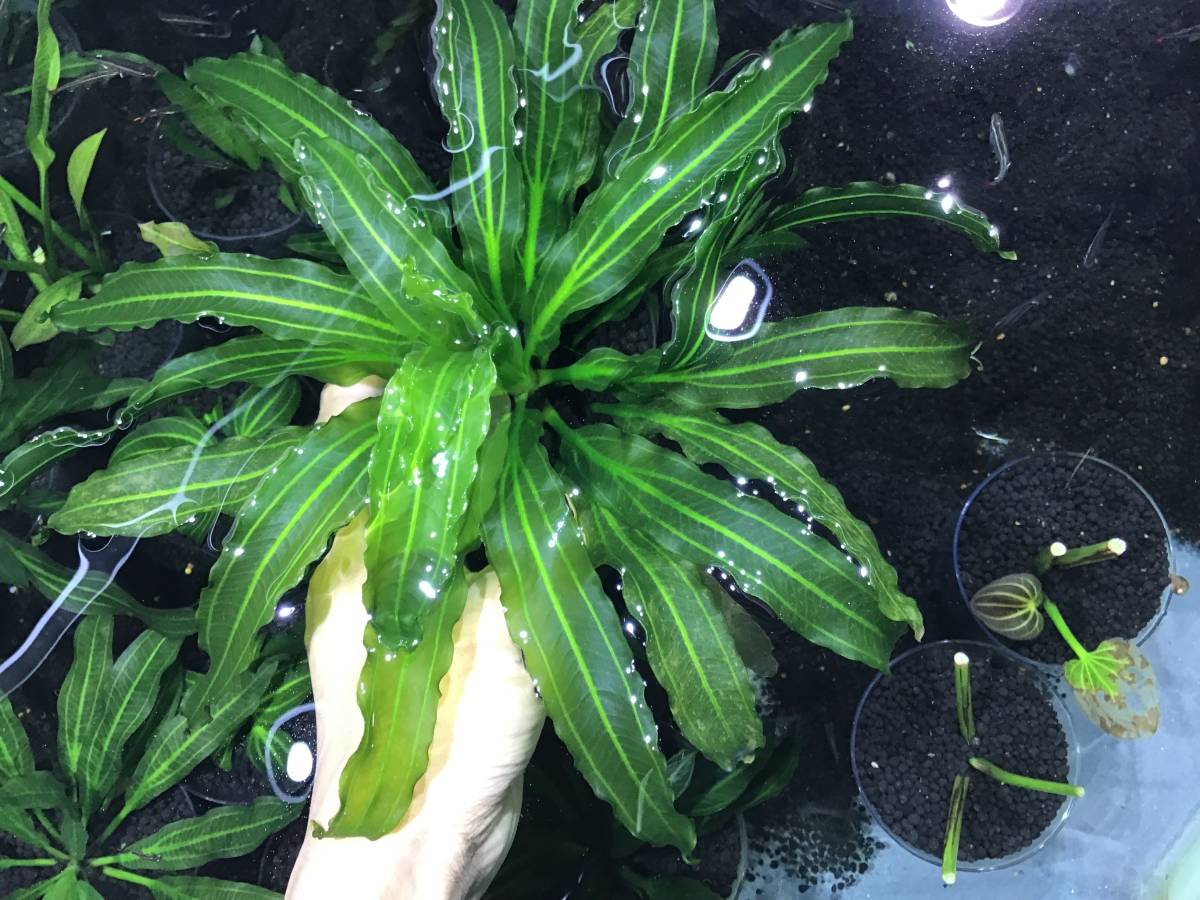エキノドルス　サイサリス エキノドルス サイサリス Yahoo!オークション - AZ1110-18RS 水草