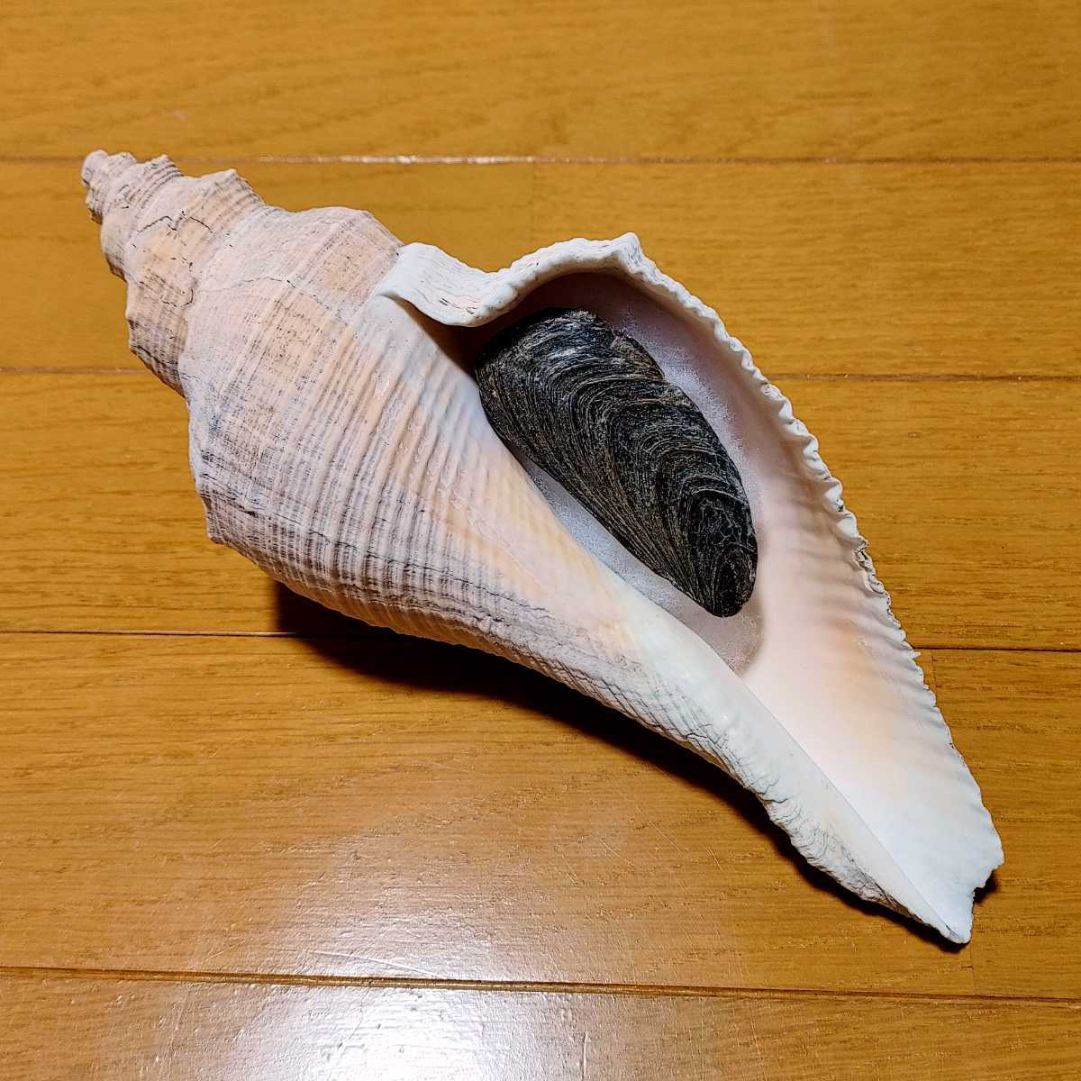 テングニシ 大きい 貝殻 標本(科学、自然)｜売買されたオークション 