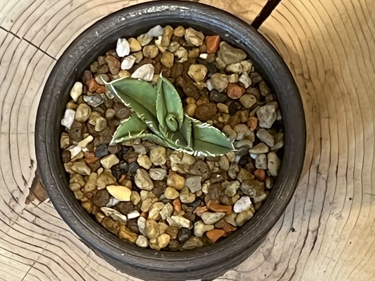 アガベチタノタ 大白鯊 子株 Agave ホオジロザメ( 検索 皇冠 包心龍 清