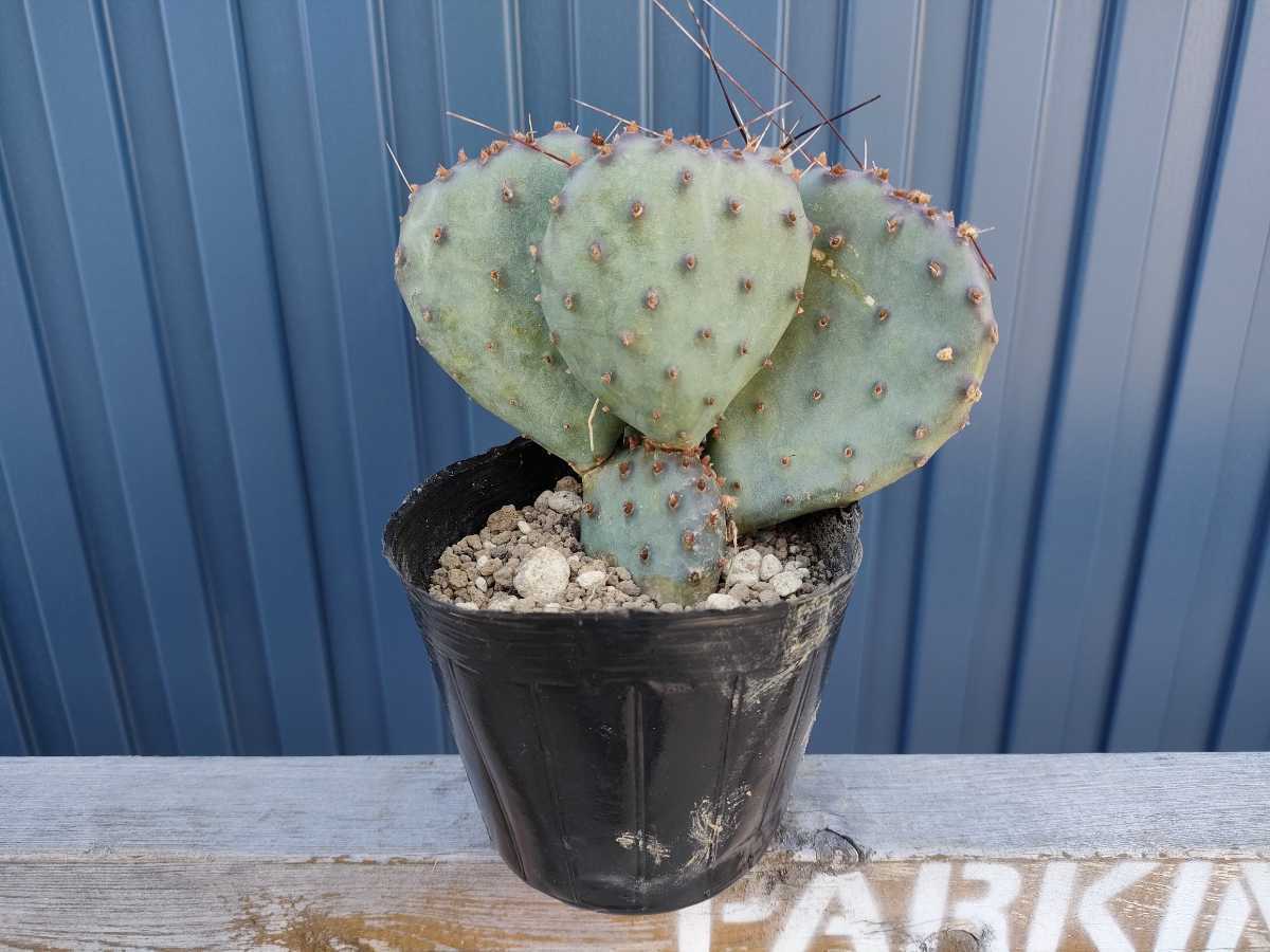 輸入苗 opuntia cymochila djf933 オプンチア サボテン オプンチア マクロケントラ 天鼓 発根済 opuntia mcrocentra violacea