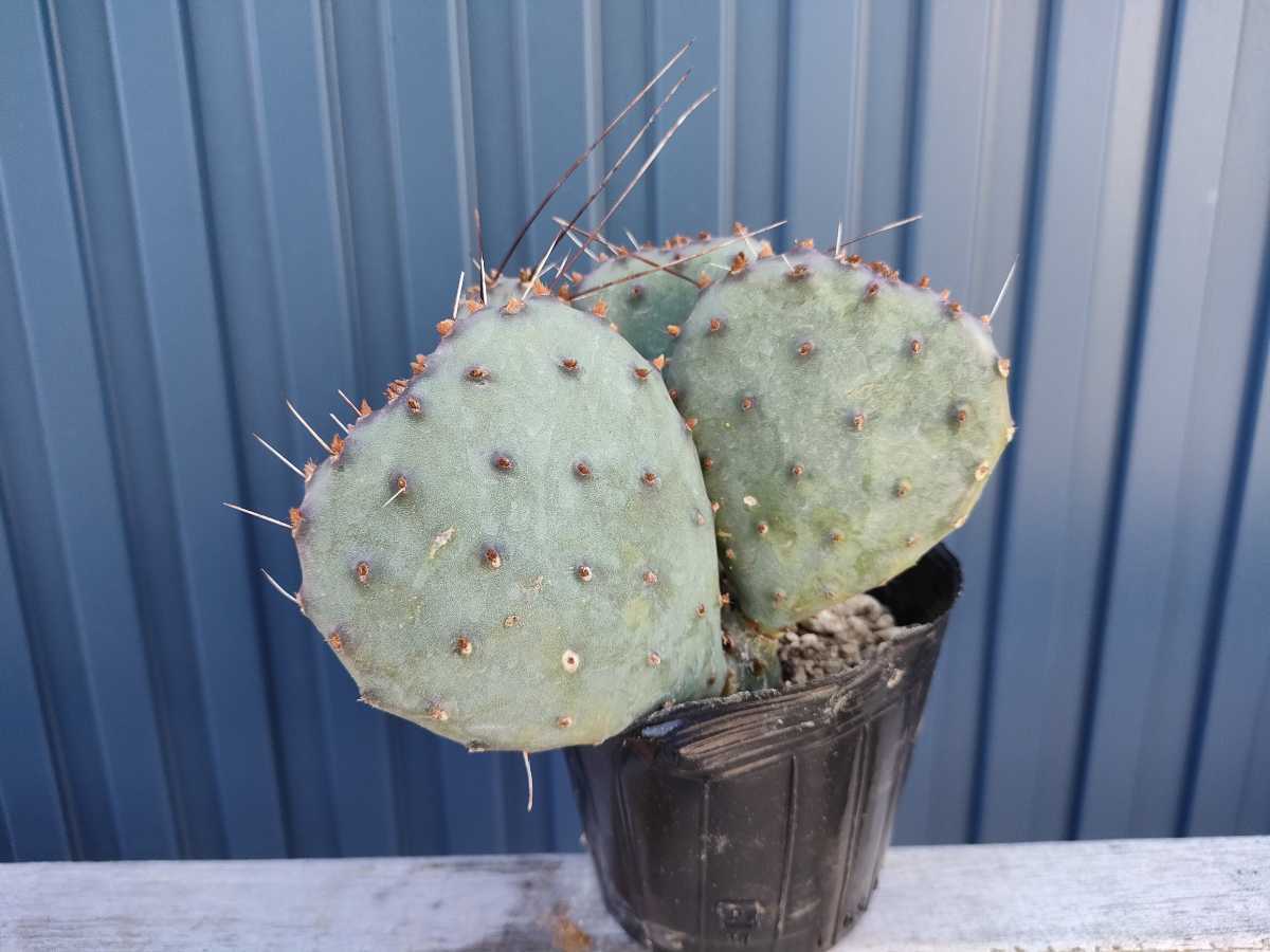 オプンチア マクロケントラ 天鼓 発根済 opuntia mcrocentra violacea