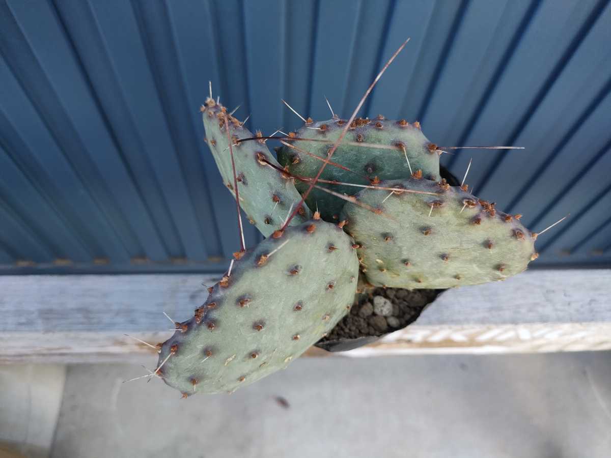 オプンチア マクロケントラ 天鼓 発根済 opuntia mcrocentra violacea