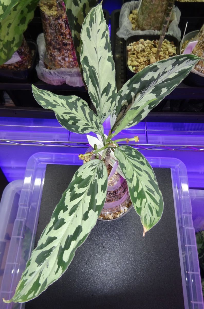  Aglaonema pictum Rainy Blue BNN from Sibolga Timur AZ0817-4c No.3 アグラオネマ(観葉植物)｜売買されたオークション情報、yahooの商品情報をアーカイブ公開 - オークファン その他