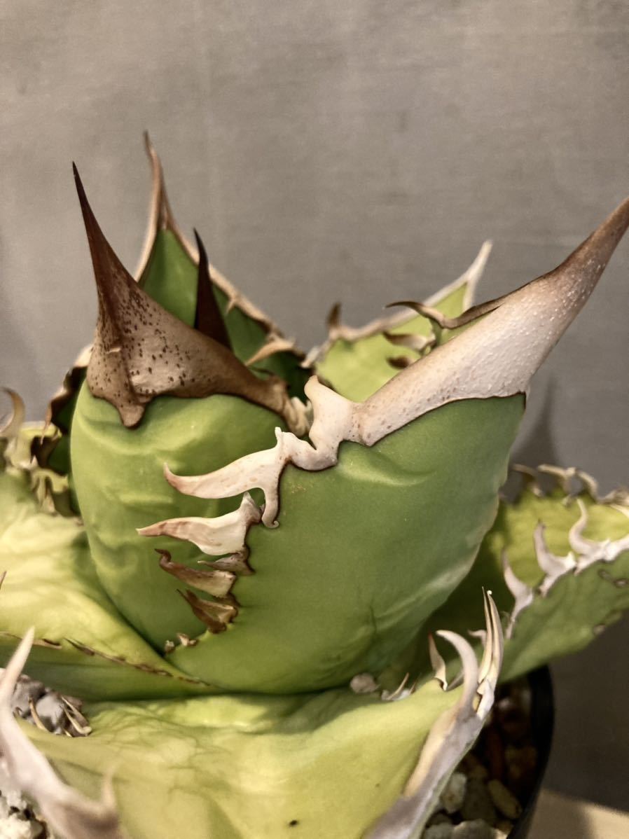 アガベ チタノタ オアハカ oaxaca 白犀牛 オテロイ oteroi 実生