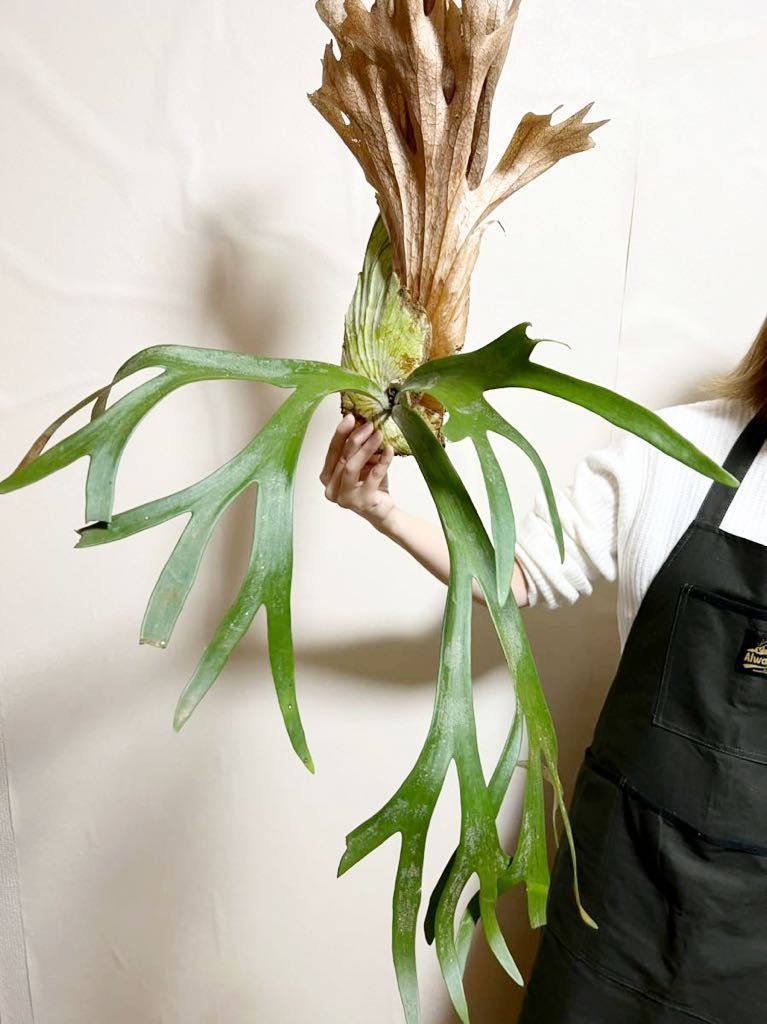▽P.willinckii WILD Java▽ 特大サイズ ウィリンキー ワイルド