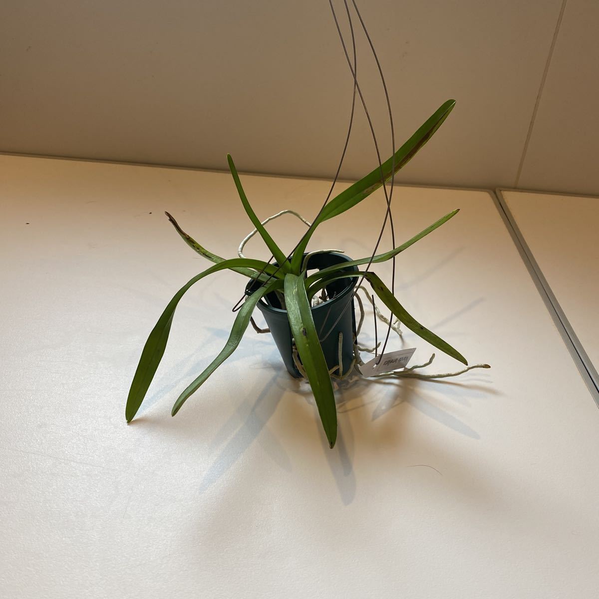 ヒスイランの値段と価格推移は 11件の売買情報を集計したヒスイランの価格や価値の推移データを公開