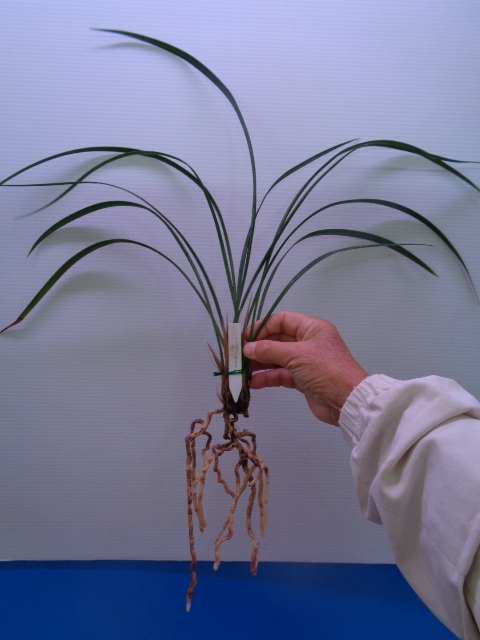 ●寒蘭　高知県土佐清水市つえの川産（蘭舎整理品ー真翠）F-12　