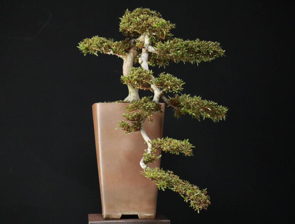 皐月 吉峰の光 盆栽 サツキ 盆栽 皐月 吉峰の光 ：皐月(如峰山)現品*