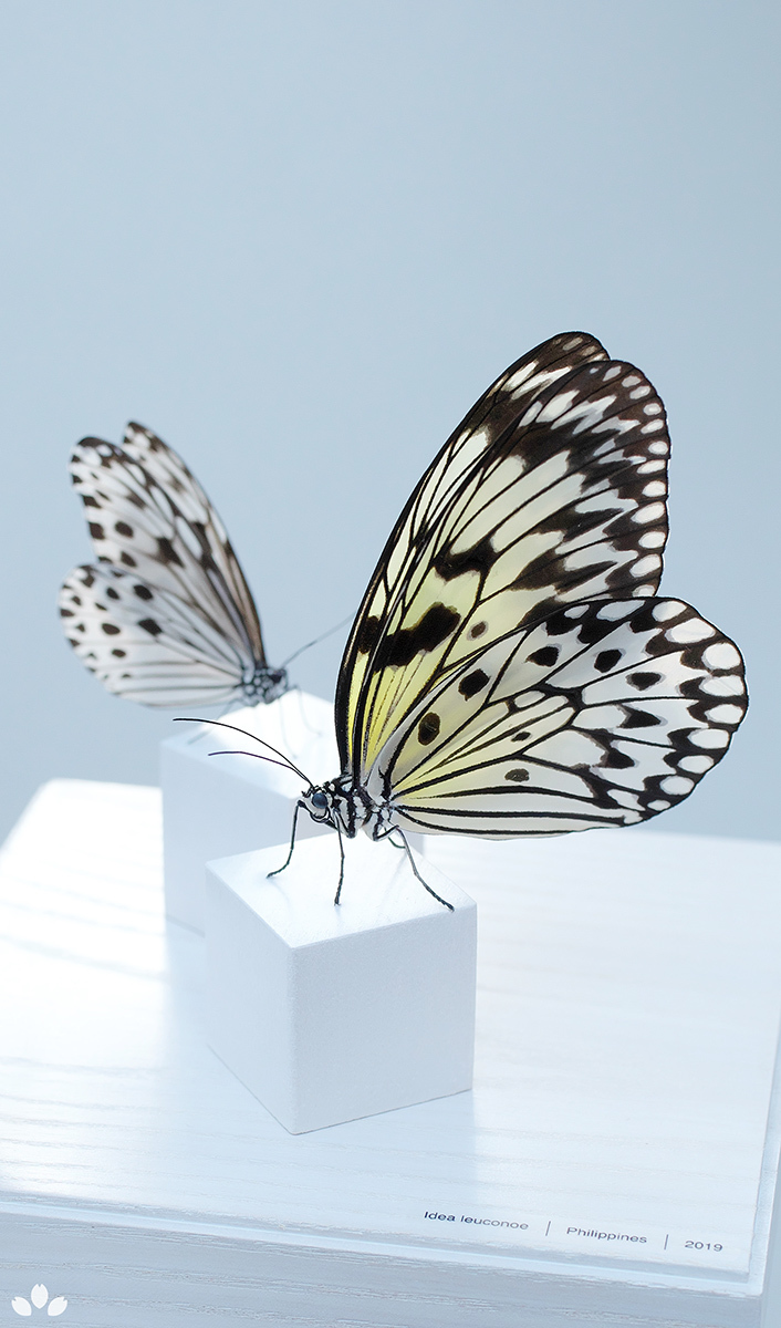  立体標本 オオゴマダラ Idea leuconoe／ヒメゴマダラ Ideopsis gaura(虫類)｜売買されたオークション情報、yahooの商品情報をアーカイブ公開 - オークファン その他