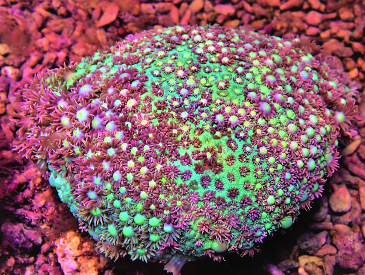 ハナガタサンゴ | 7cm Wハナガタサンゴ みなと海水ハナガタサンゴ集 ハナガタサンゴ | 7cm Wハナガタサンゴ みなと海水ハナガタサンゴ集