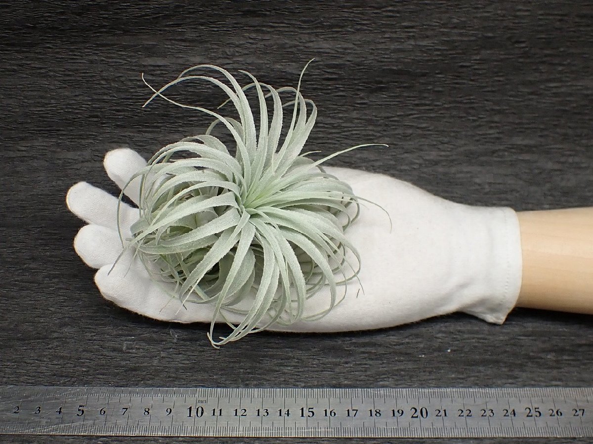 Tillandsia chapeuensis v.turriformis チランジア・チャペウエンシス チュリフォルミス★エアプランツEP★第四種送料無料★税別1円～!!