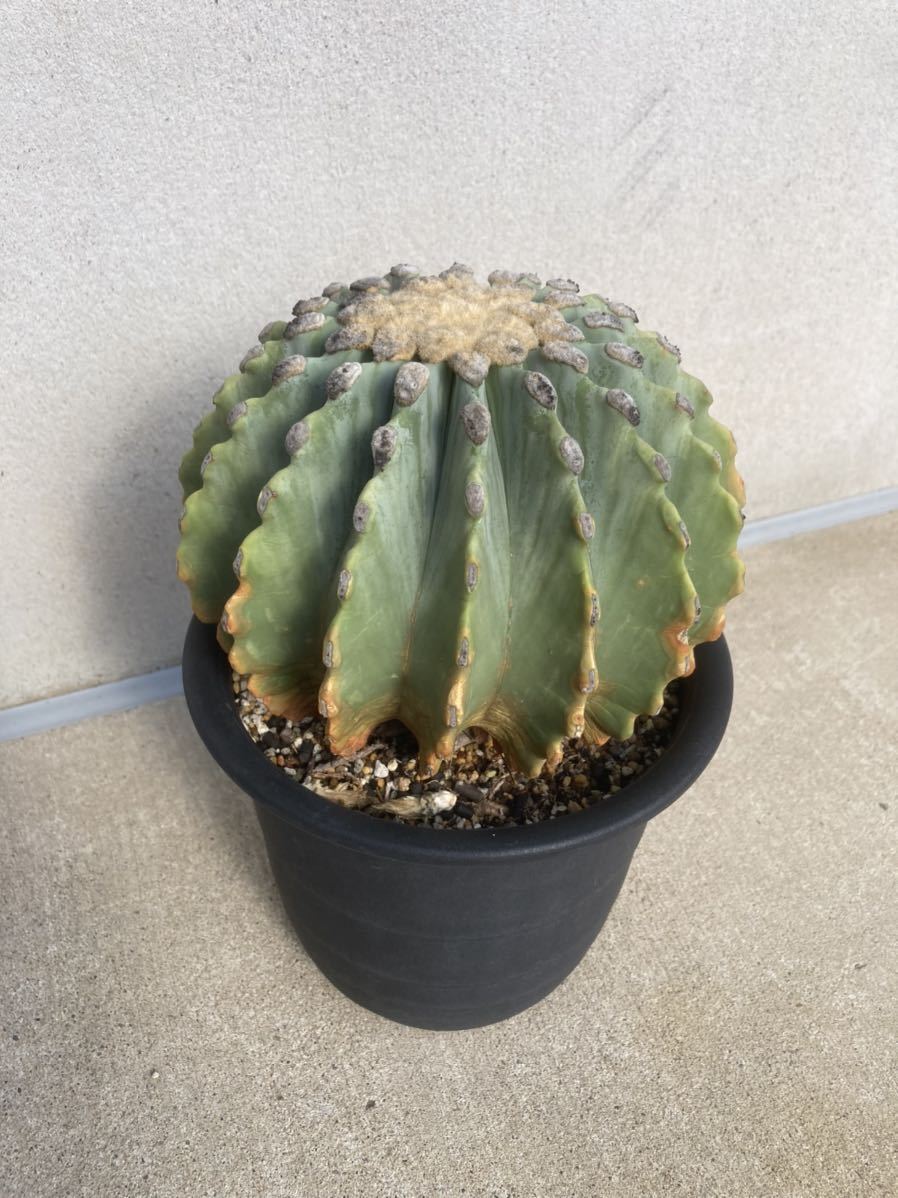 刺無王冠竜 | フェロカクタス サボテン – Ferocactus glaucescens の 3