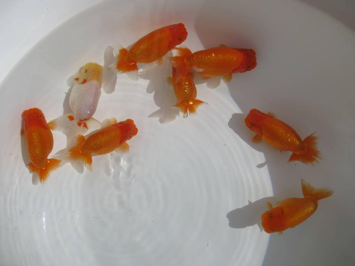 特選金魚○超特大江戸錦♀1尾02三歳約16センチ弥富産 【公式通販】