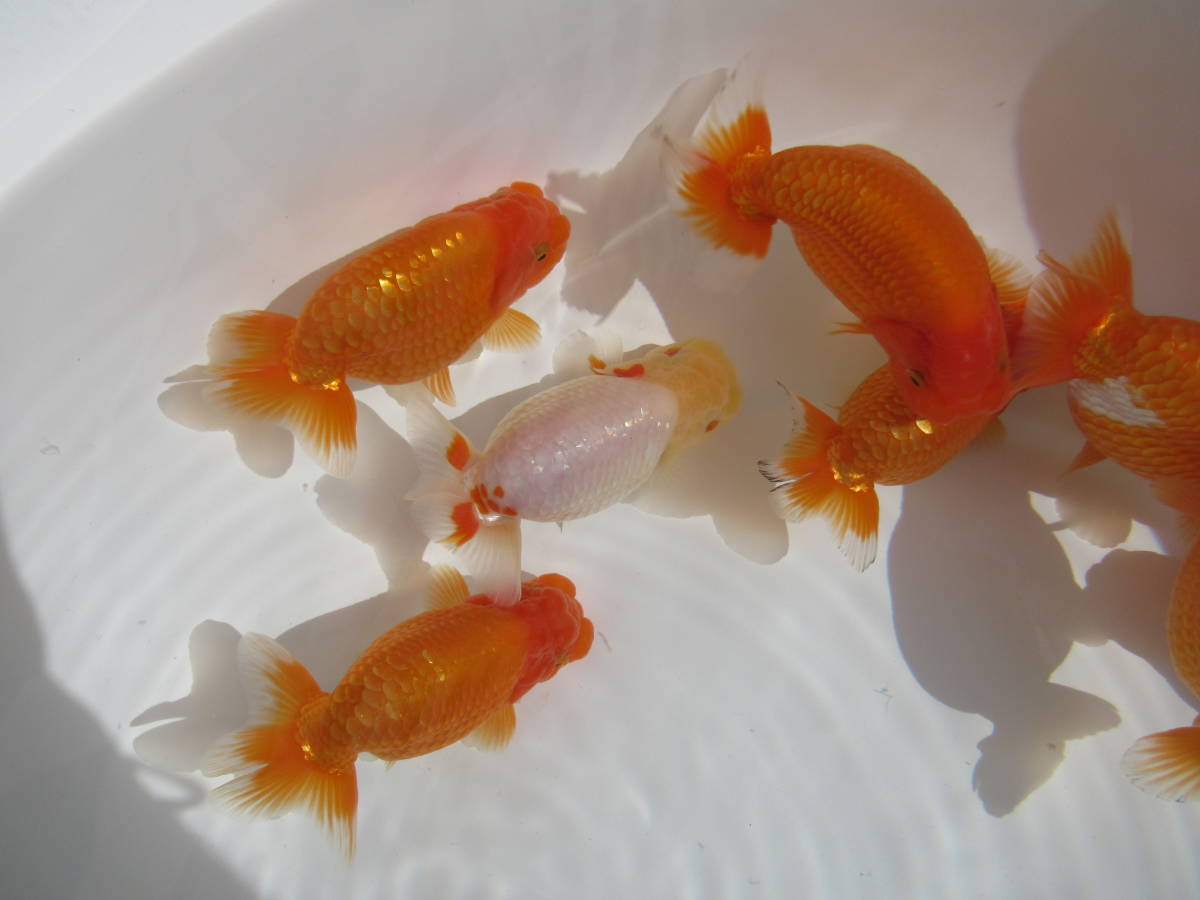 天明らんちゅう】□厳選本命魚□□ 特選魚 当歳 洗面器全部 特上品