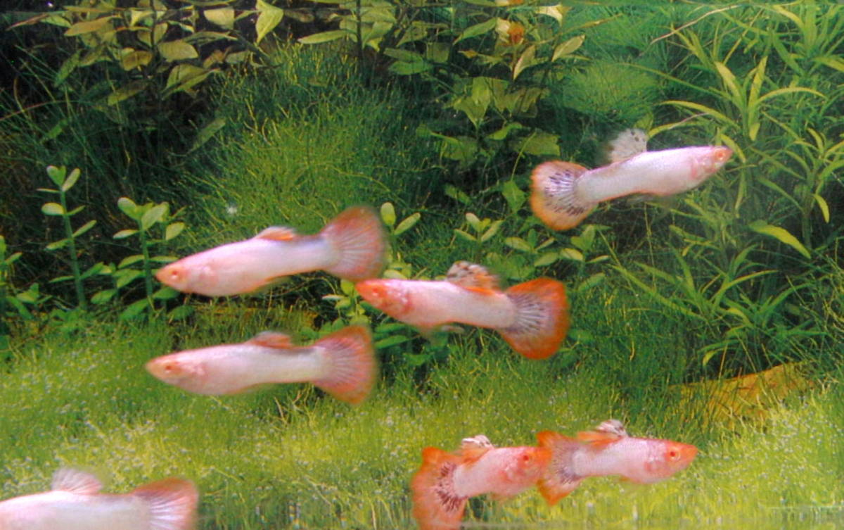 〓 ５ペア◆ マゼンタ ◆ソリット系の白ぽい個体◆ 国産グッピー ◆ 〓 その4