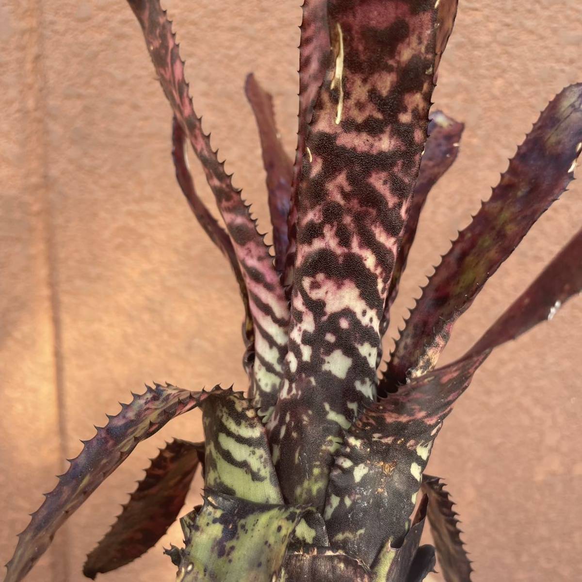 Pof］aechmea orlandiana rainbow エクメア・オーランディアナ