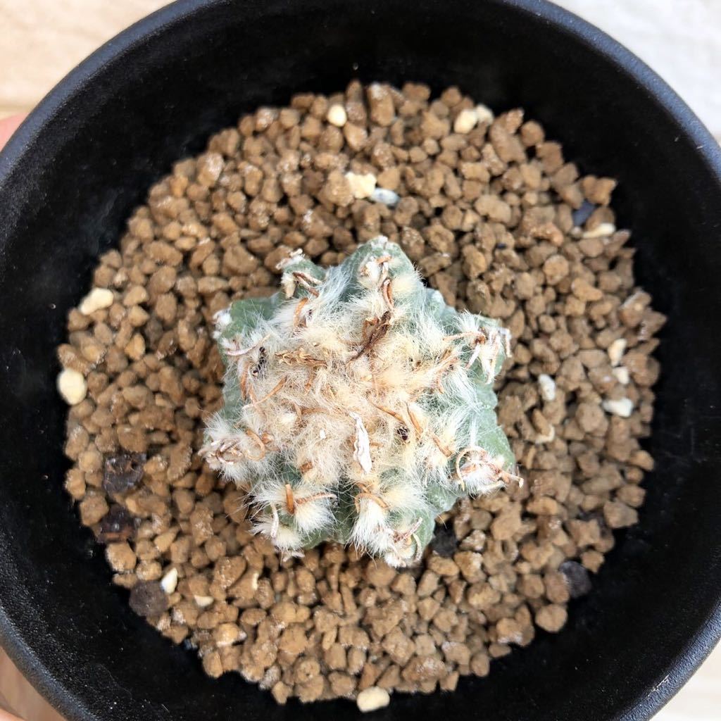 Aztekium ritteri アズテキウム リッテリ 花籠 サボテン 多肉植物 特選