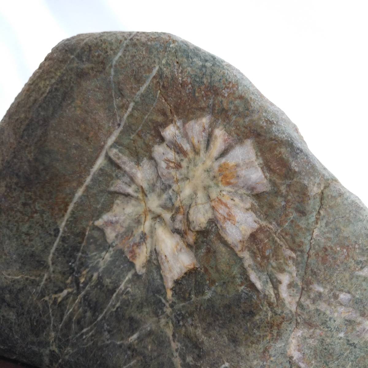 コレクター放出品！ 菊花石 天然石 観賞石 鑑賞石 飾石 模様石 鉱物 サイズ