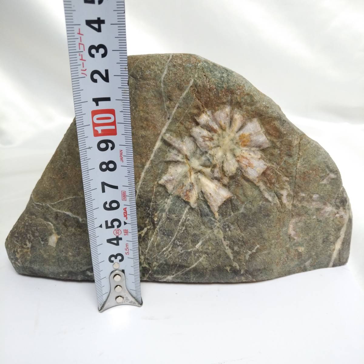 コレクター放出品！ 菊花石 天然石 観賞石 鑑賞石 飾石 模様石 鉱物 サイズ