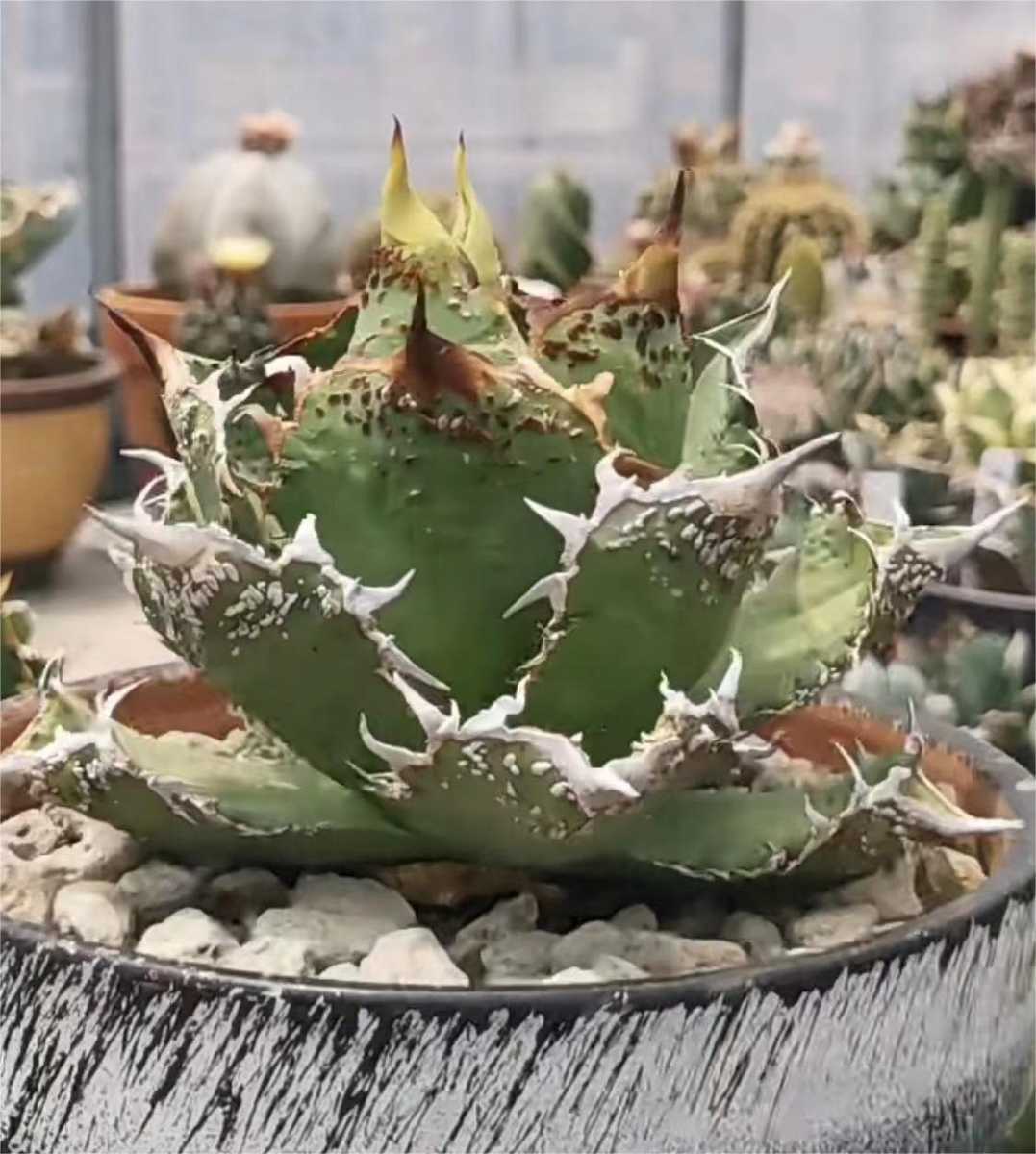 agave-isthmensis-kabutogani-v0-xoga76z07n4h1