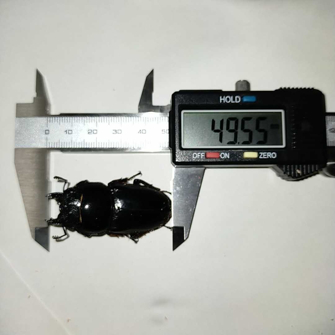 スマトラオオヒラタクワガタ ♂89mm♀49mm ♂♀セット ペア ② 