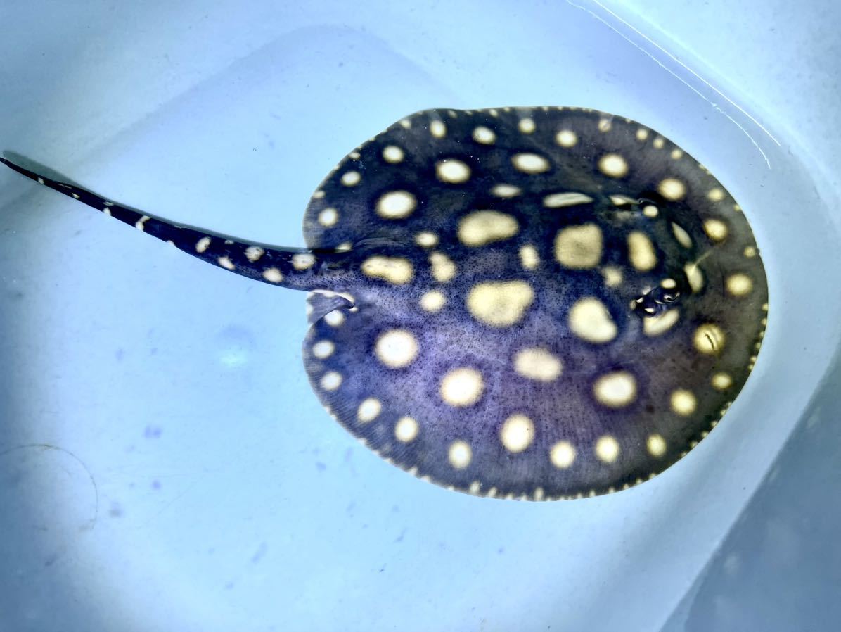 001淡水エイ／♀ビッグスポット個体 ブラックダイヤモンドポルカ約15 