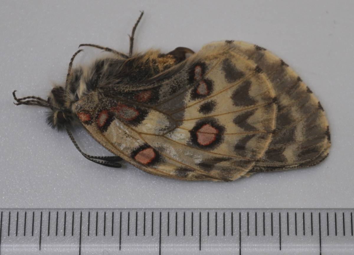 発色良！ パルナシウス ノミオン コイワヤイ 蝶 標本 発色良