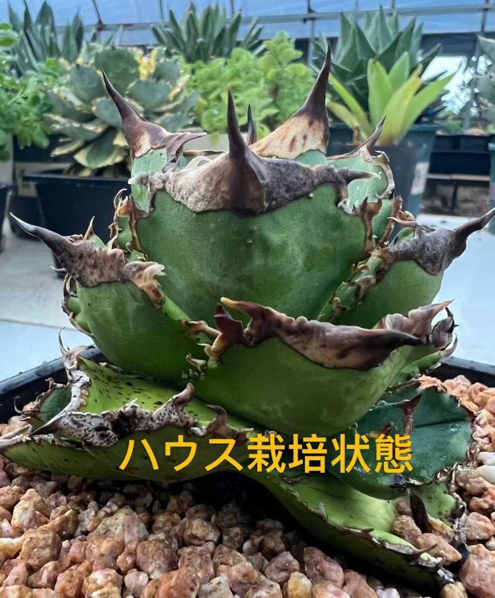 チタノタ アガベ SAD 南アフリカ 極上株 O21瀧將plant多肉植物 公式