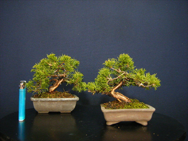 糸魚川真柏 2 厳選品『 糸魚川真柏 （ イトイガワシンパク ）』A-2/樹高21