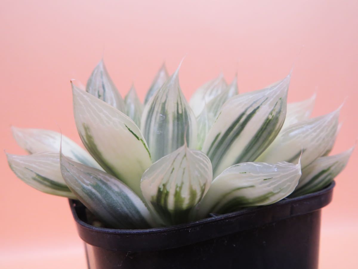 ハオルチア 多肉植物 オブツーサ錦 | オブツーサ C02 水中月 糊斑 
