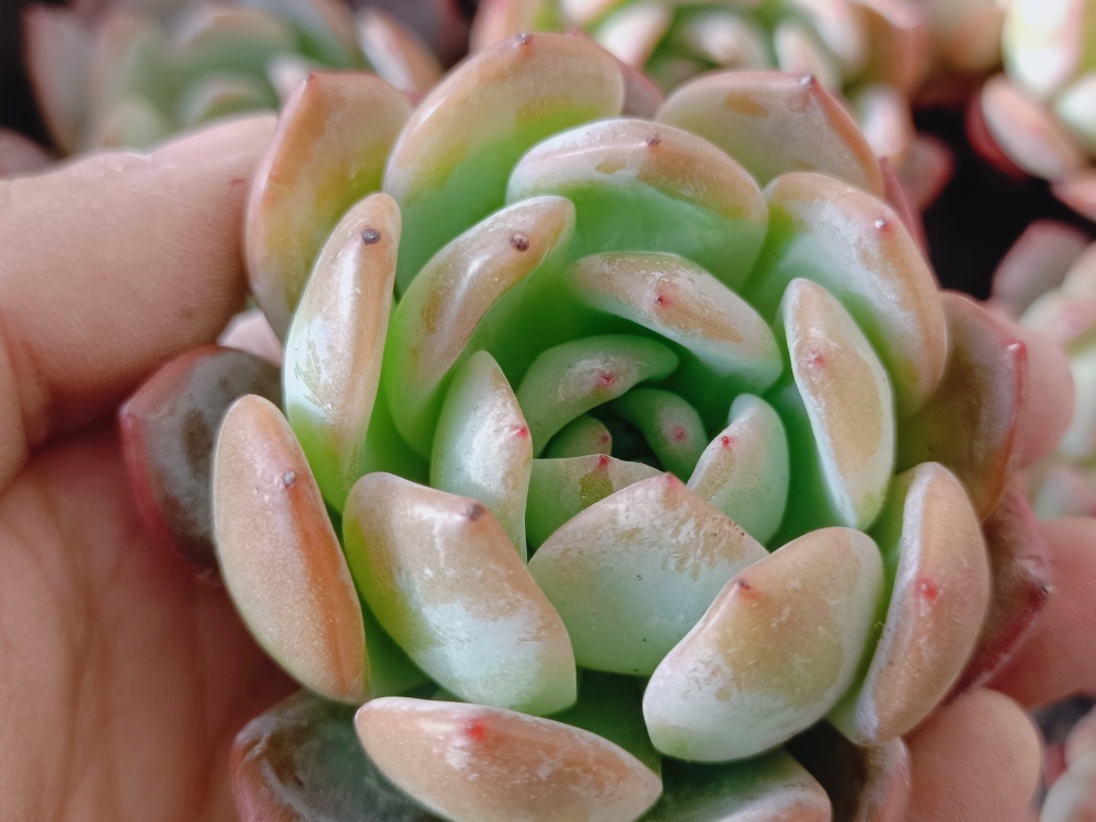 0103-S330スターマーク30個 ☆多肉植物　エケベリア　韓国　